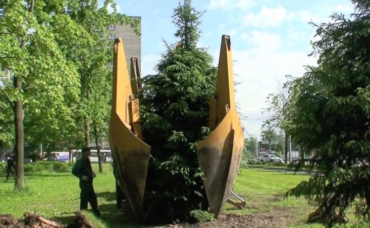 Пересадка сосен в Киеве - Ландшафтный дизайн